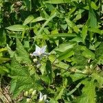 Solanum dimidiatum برگ