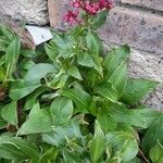 Valeriana rubra 整株植物