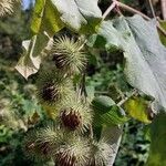 Arctium lappaപുഷ്പം