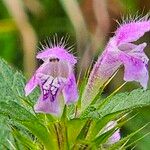 Galeopsis bifida Fleur