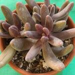 Pachyphytum kimnachii Leaf