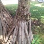 Pandanus utilis Rinde