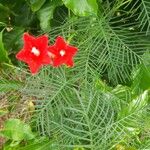 Ipomoea quamoclit Folla