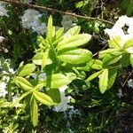 Rhododendron calendulaceum 叶