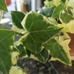 Senecio macroglossus Hoja