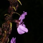 Dioclea violacea 花