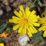 Hieracium maculatum Flors