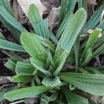 Plantago argentea Libunga