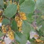 Azara petiolaris പുഷ്പം