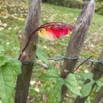 Ipomoea lobata Flor