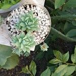 Graptopetalum macdougallii Leaf