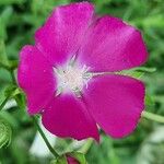 Callirhoe digitata Кветка