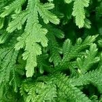 Selaginella martensii Foglia