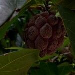 Annona squamosa Vrucht