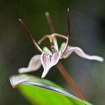 Scoliopus bigelovii Fleur