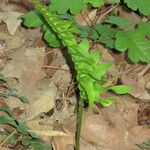 Polypodium scouleri 整株植物