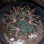 Ferocactus latispinus Blad