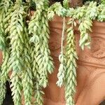 Sedum morganianum पत्ता