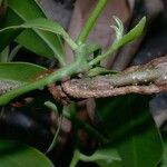 Struthanthus woodsonii Bark