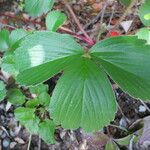 Fragaria chiloensis 葉