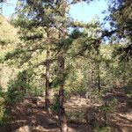 Pinus canariensis ഇല