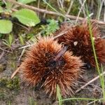 Castanea sativa Плод