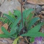 Sonchus bulbosus Levél