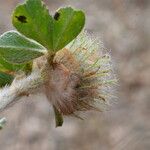 Trifolium cherleri Leaf