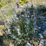 Stachys cretica Habitat