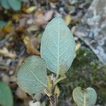 Cotoneaster integerrimus Levél