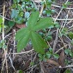 Anemonoides quinquefolia Leaf