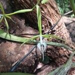 Epidendrum ciliareBloem