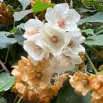 Dombeya burgessiae Цвят