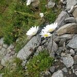 Leucanthemopsis alpinaFloro