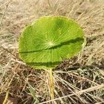 Hydrocotyle bonariensis Liść