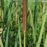 Typha latifoliaBlüte