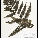 Cyathea cyatheoides Folla