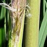 Cortaderia selloana Écorce