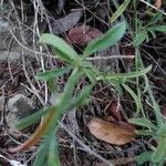 Convolvulus cantabrica Fuelha