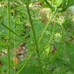 Tripleurospermum inodorum Blatt