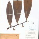 Guatteria discolor Hoja
