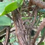 Cissus rotundifolia Bark