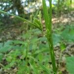 Carex grisea Лист