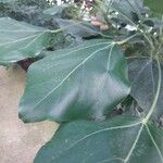 Oreopanax nymphaeifolius Hoja