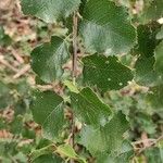 Prunus ilicifolia ഇല