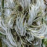 Tillandsia mitlaensis Leaf