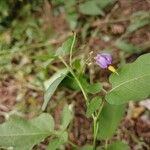 Solanum dulcamaraКвітка