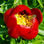 Paeonia peregrina Λουλούδι