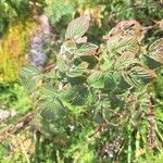 Rubus divaricatus Leaf