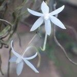 Aerangis calantha Kwiat